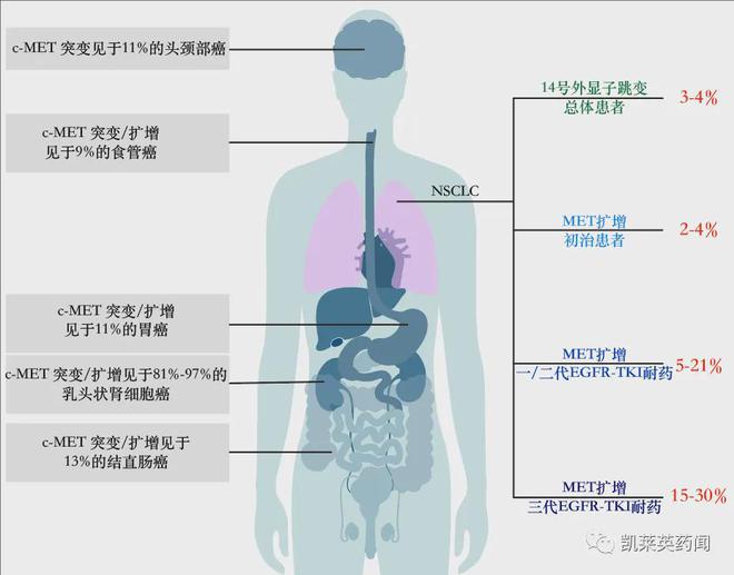 2024上半年：c-Met药物有哪些临床动态更新？(图2)