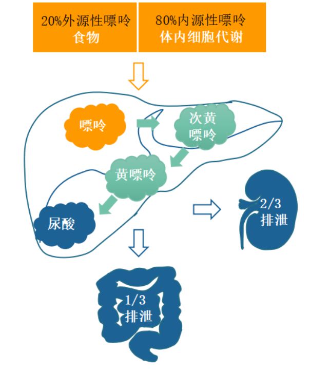 药师说丨一文厘清无症状高尿酸血症是否需要治疗？(图1)