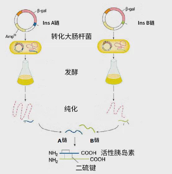博格隆（Bestchrom）丨色谱纯化技术在胰岛素制备工艺中的应用(图4)